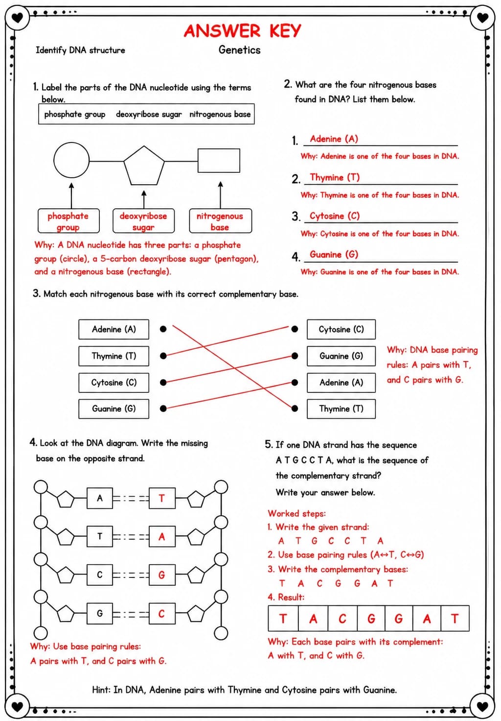 Answer key for Identify DNA structure — free printable Science worksheet