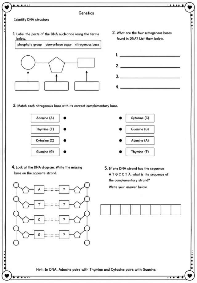 Identify DNA structure