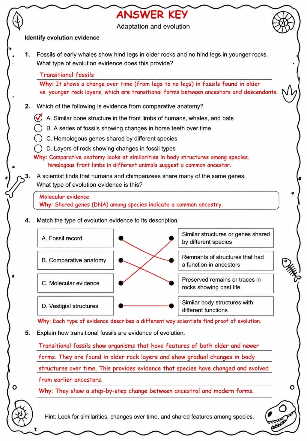 Answer key for Identify evolution evidence — free printable Science worksheet