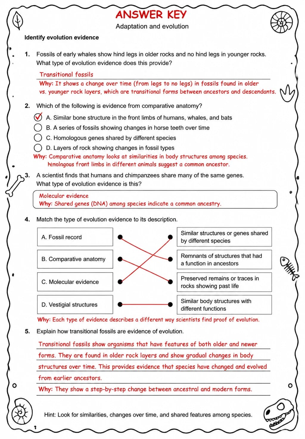 Answer key for Identify evolution evidence — free printable Science worksheet