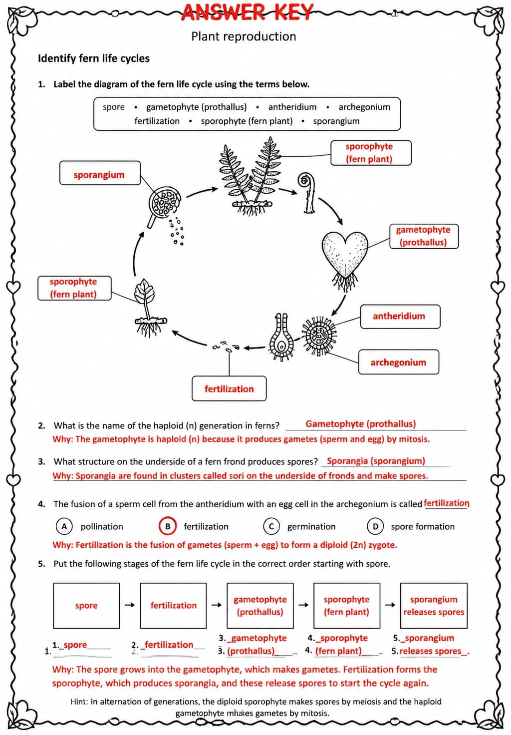 Answer key for Identify fern life cycles — free printable Science worksheet