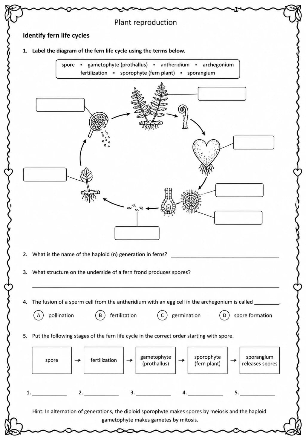 Identify fern life cycles — free printable Middle School Science worksheet