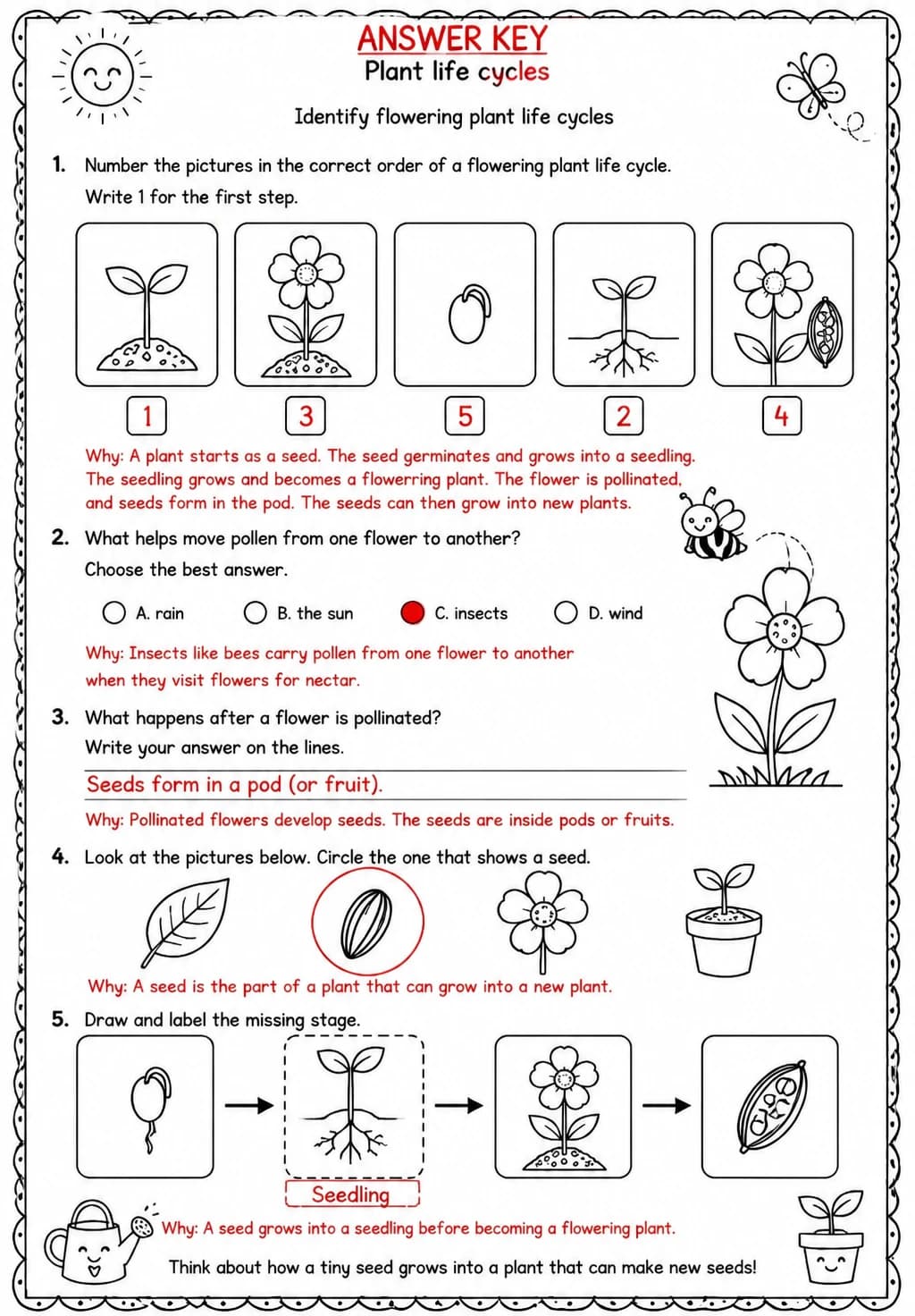 Answer key for Identify flowering plant life cycles — free printable Science worksheet