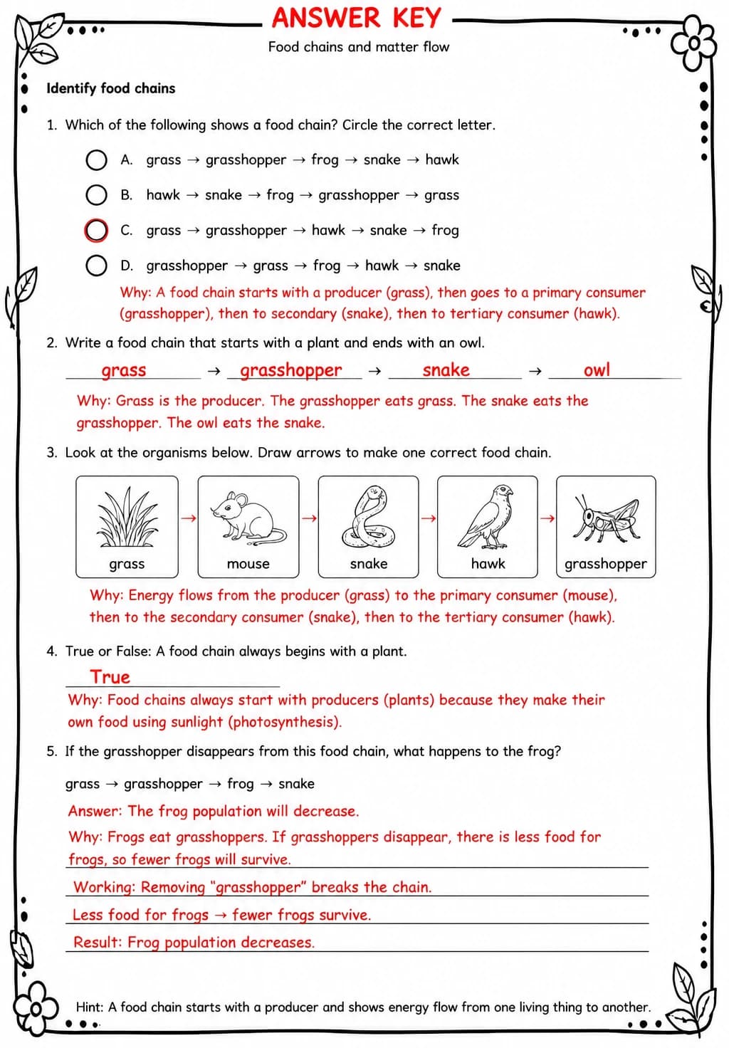 Answer key for Identify food chains — free printable Science worksheet