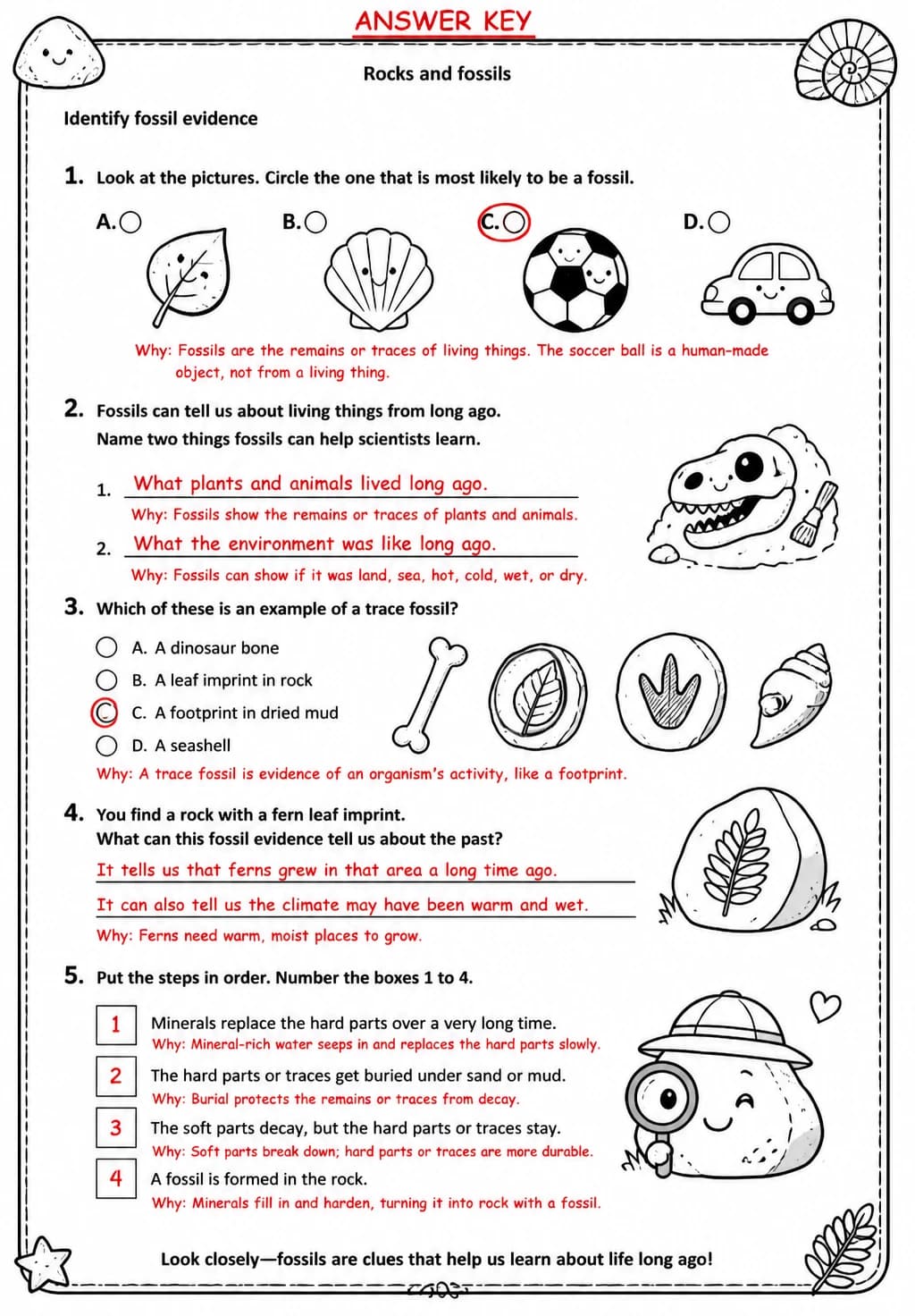 Answer key for Identify fossil evidence — free printable Science worksheet