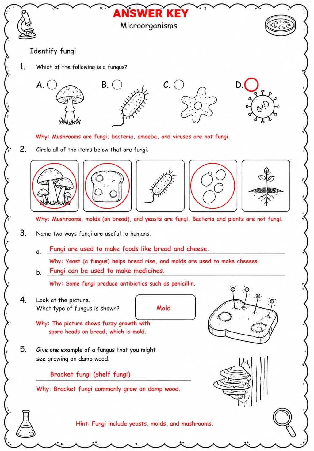 Answer key for Identify fungi — free printable Science worksheet