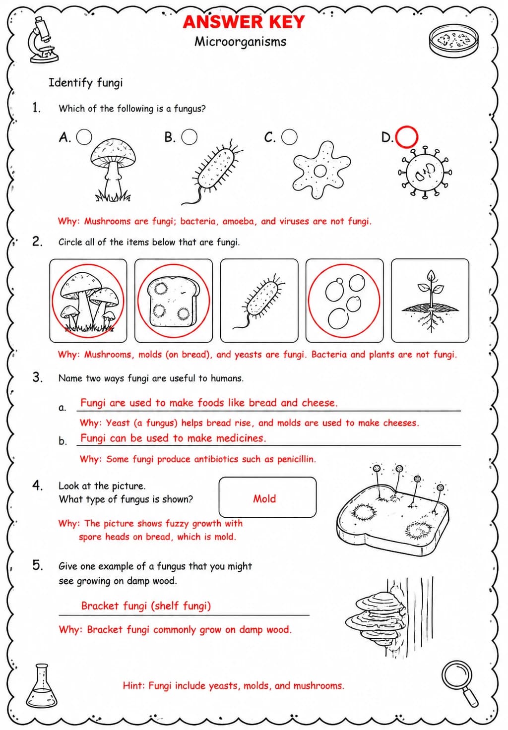 Answer key for Identify fungi — free printable Science worksheet