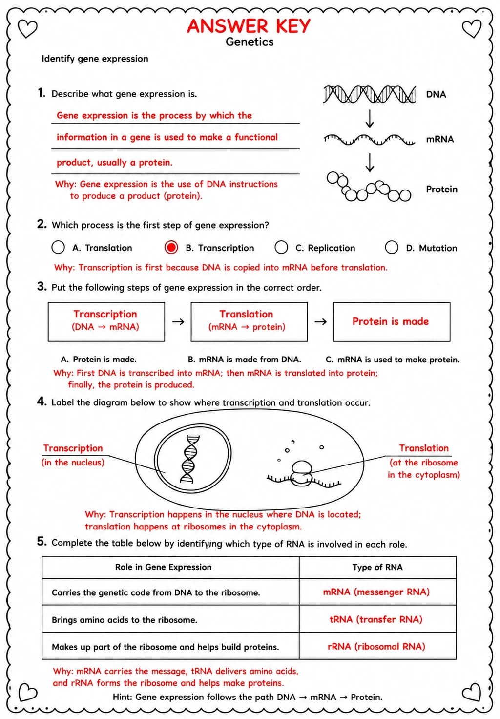 Answer key for Identify gene expression — free printable Science worksheet