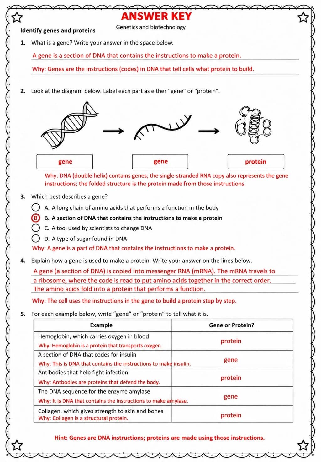 Answer key for Identify genes and proteins — free printable Science worksheet