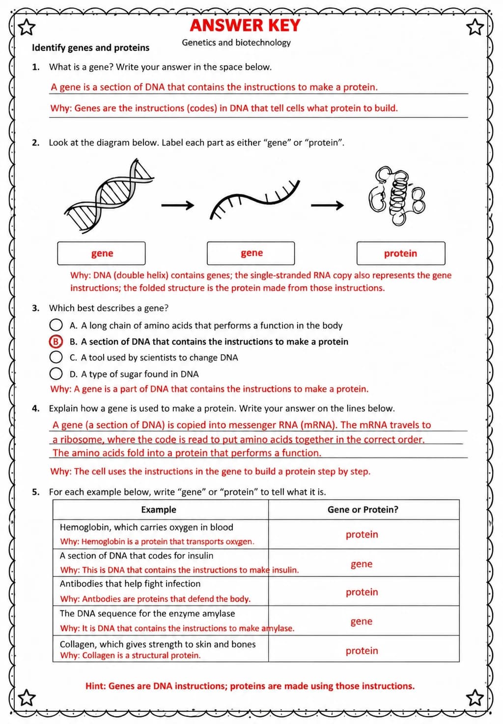 Answer key for Identify genes and proteins — free printable Science worksheet