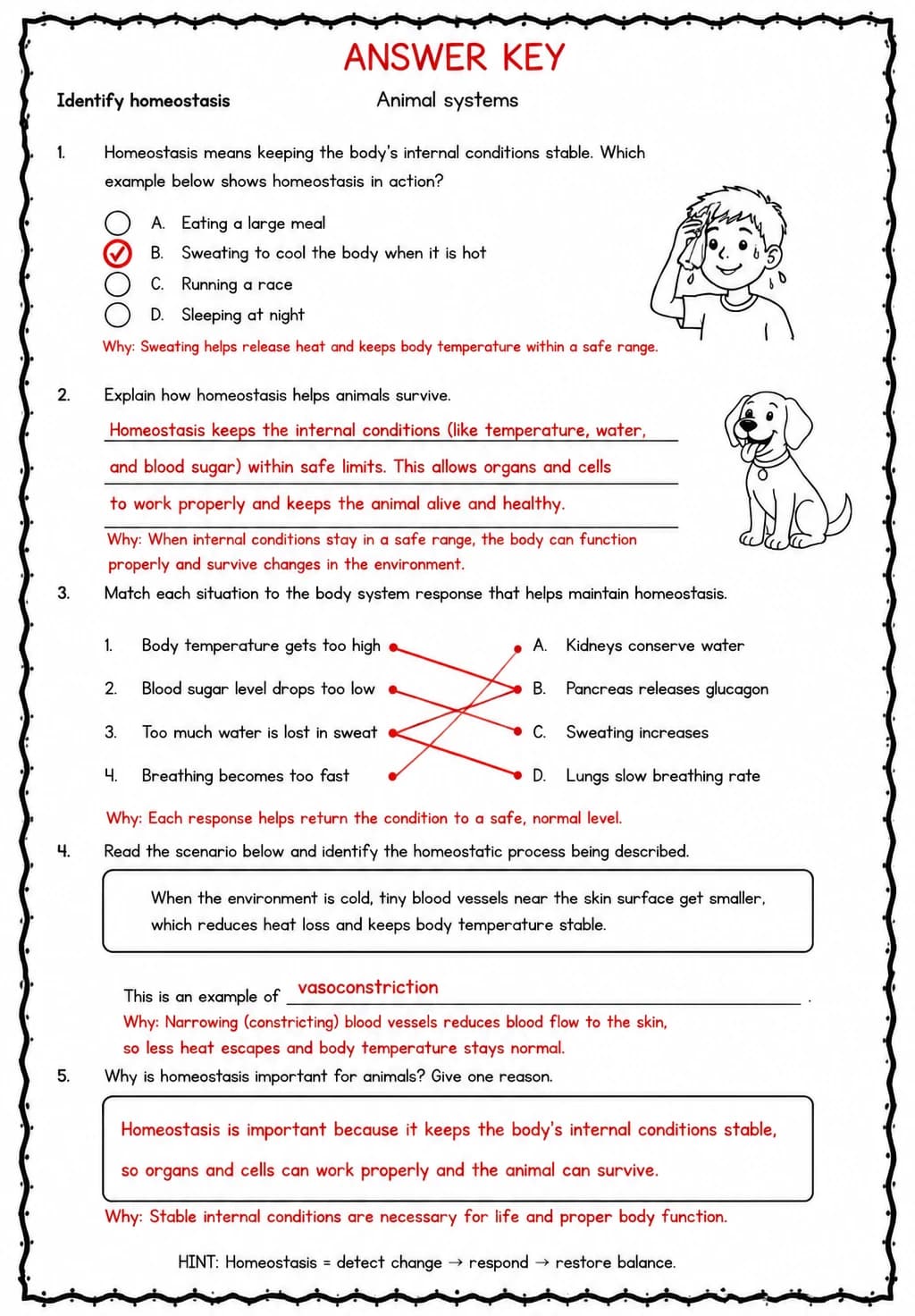 Answer key for Identify homeostasis — free printable Science worksheet