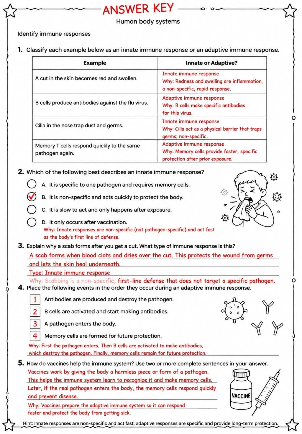 Answer key for Identify immune responses — free printable Science worksheet