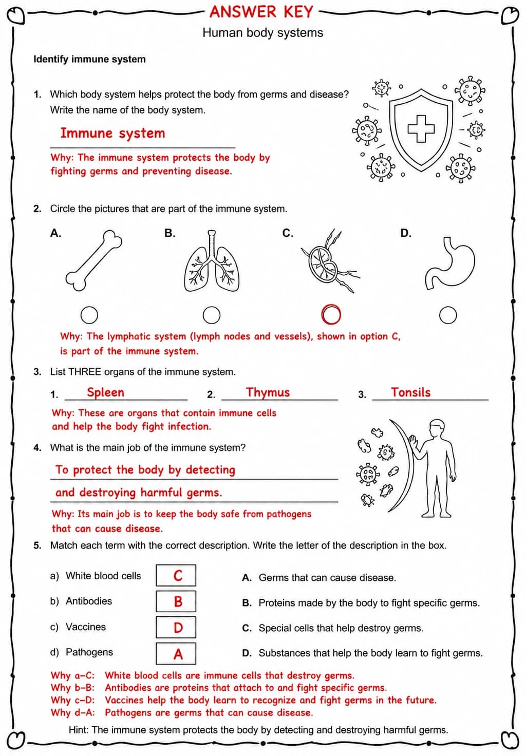 Answer key for Identify immune system — free printable Science worksheet