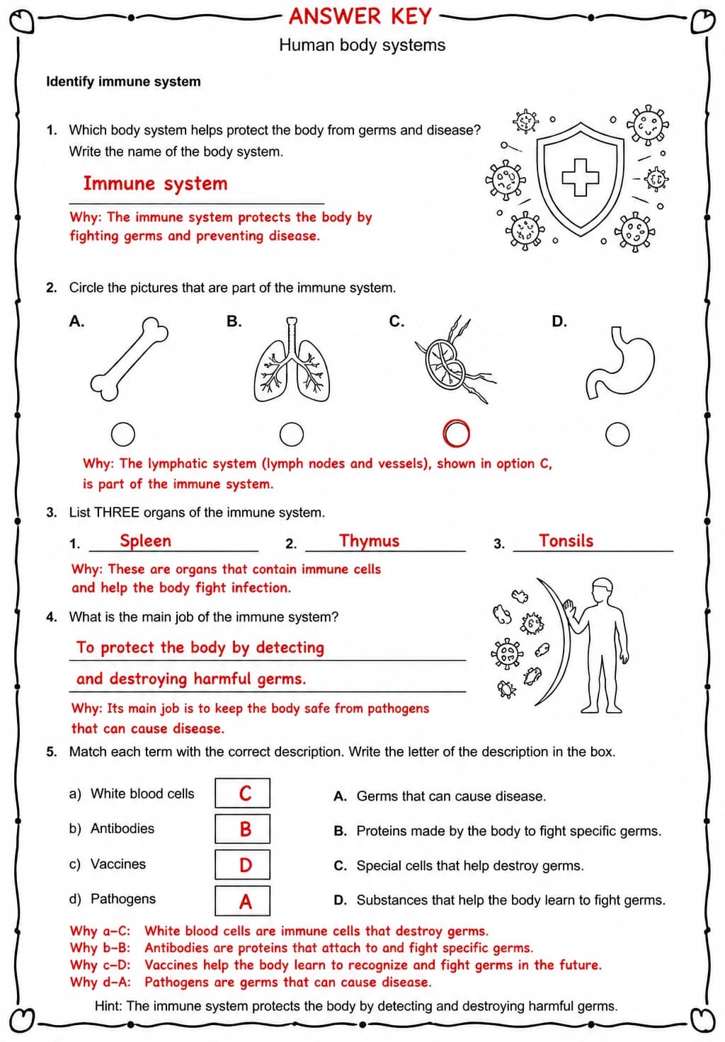 Answer key for Identify immune system — free printable Science worksheet