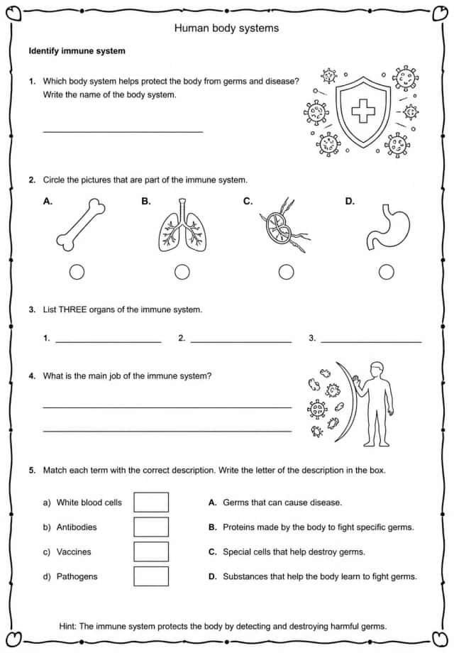Identify immune system