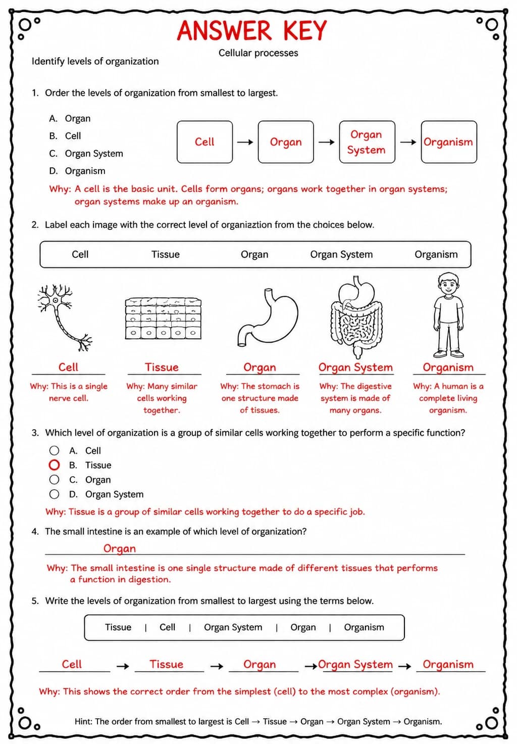 Answer key for Identify levels of organization — free printable Science worksheet