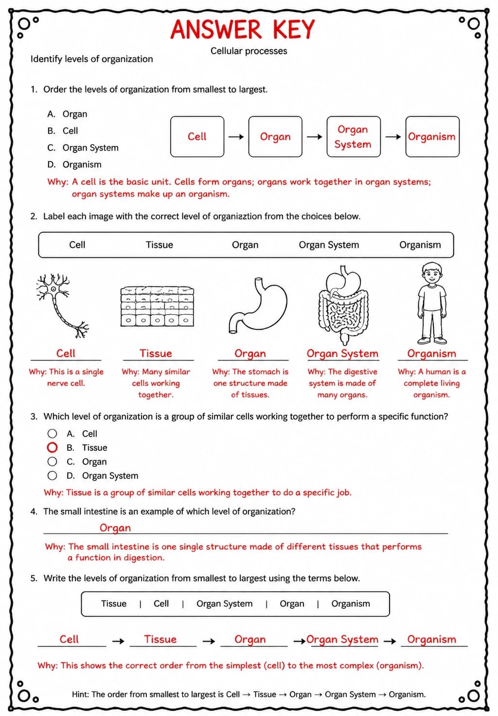 Answer key for Identify levels of organization — free printable Science worksheet