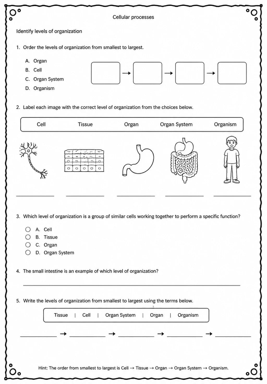 Identify levels of organization — free printable Middle School Science worksheet
