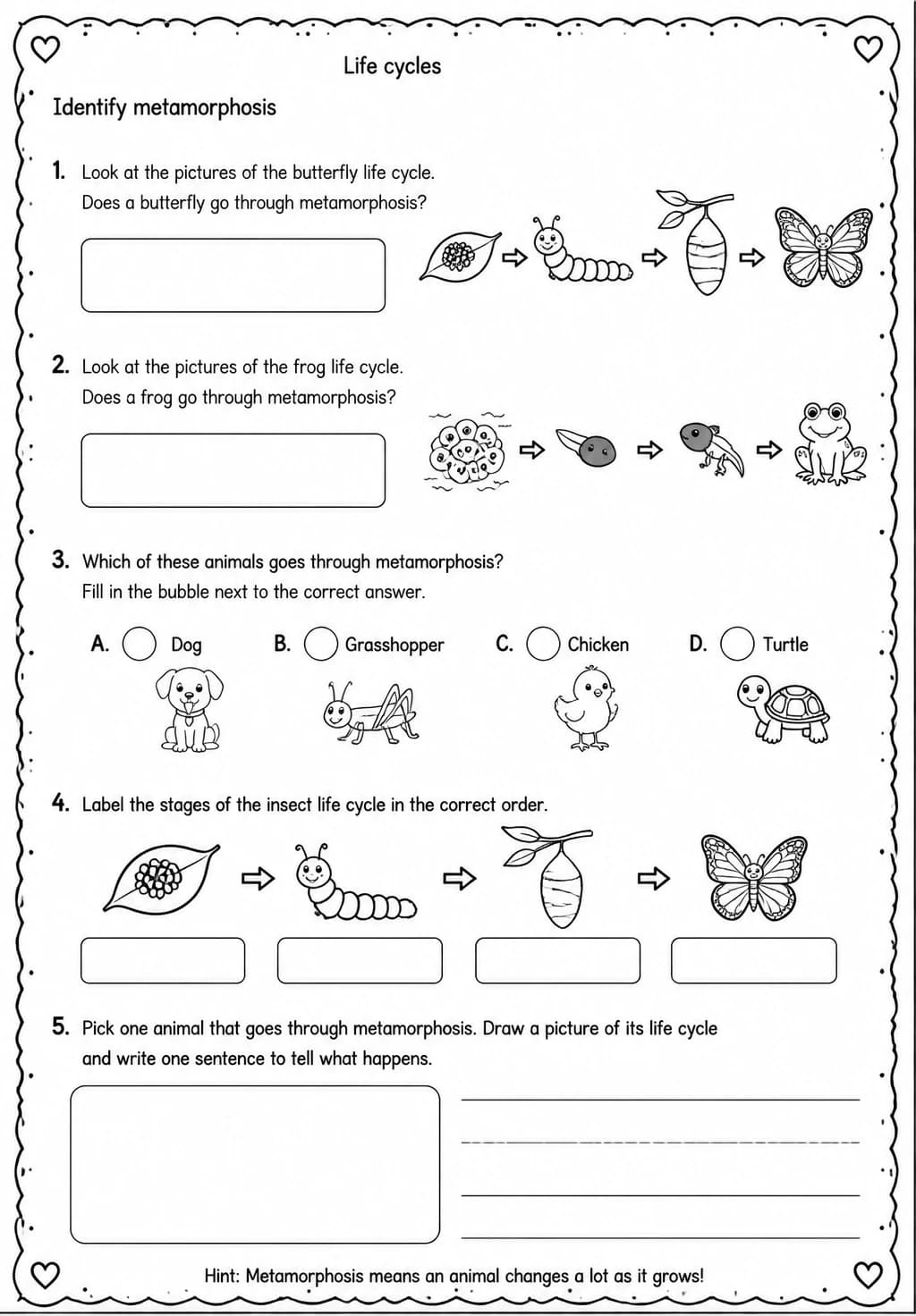 Identify metamorphosis — free printable Grade 3 Science worksheet