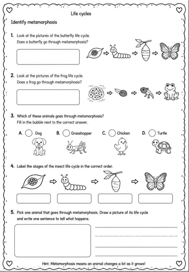 Identify metamorphosis