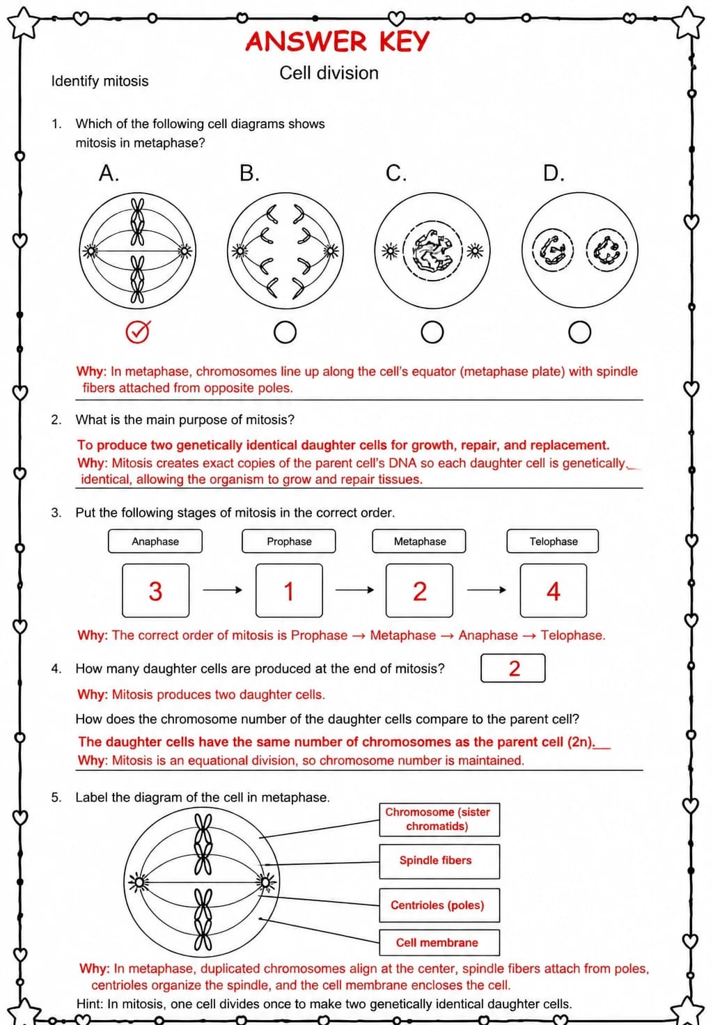 Answer key for Identify mitosis — free printable Science worksheet