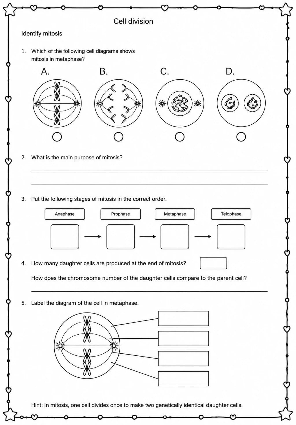 Identify mitosis