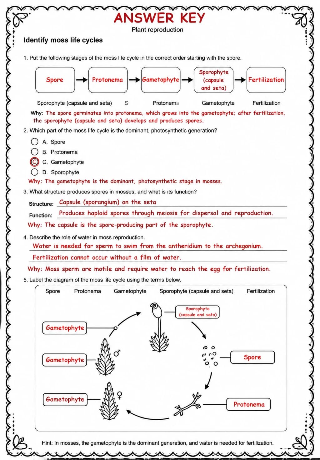 Answer key for Identify moss life cycles — free printable Science worksheet