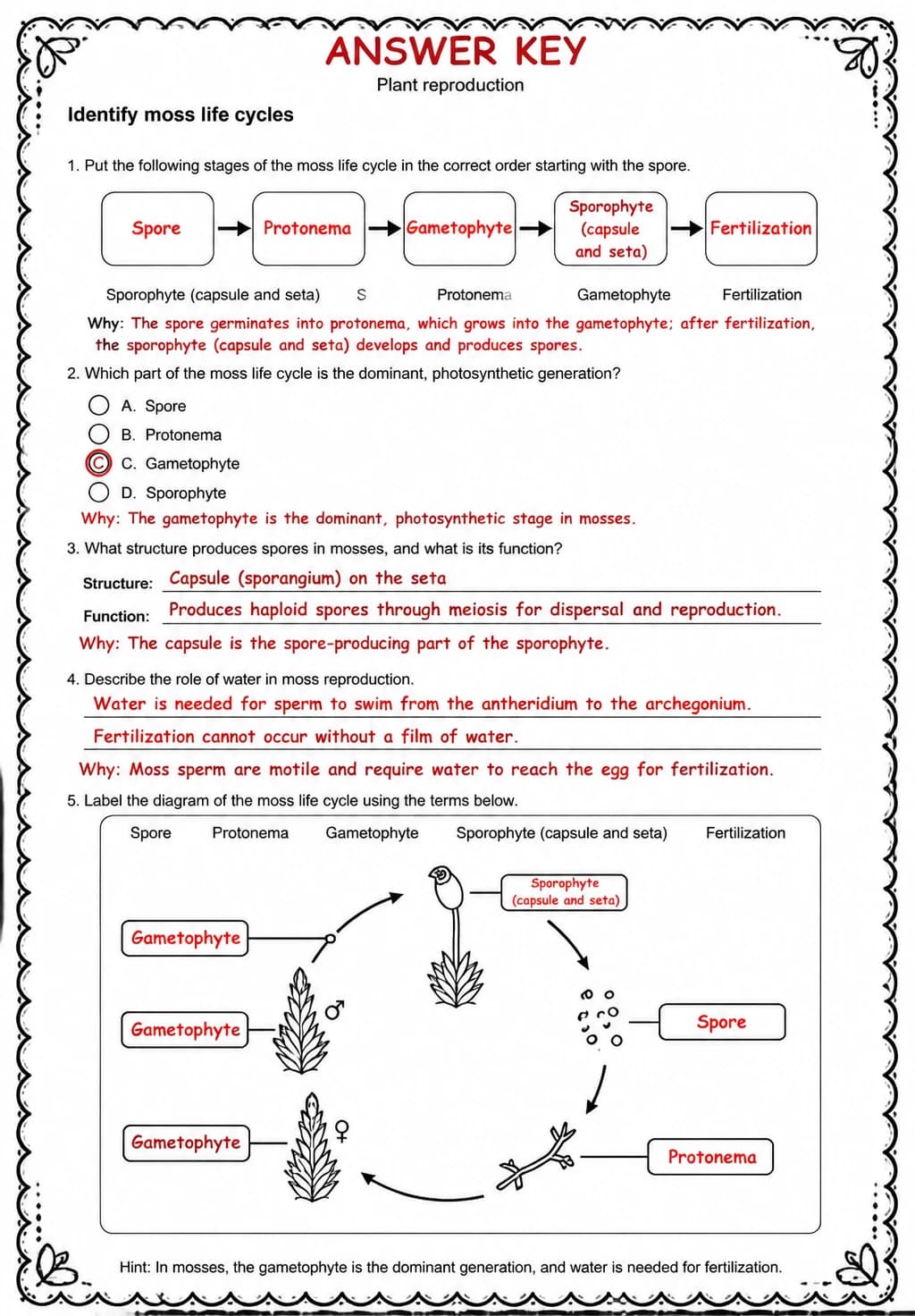 Answer key for Identify moss life cycles — free printable Science worksheet