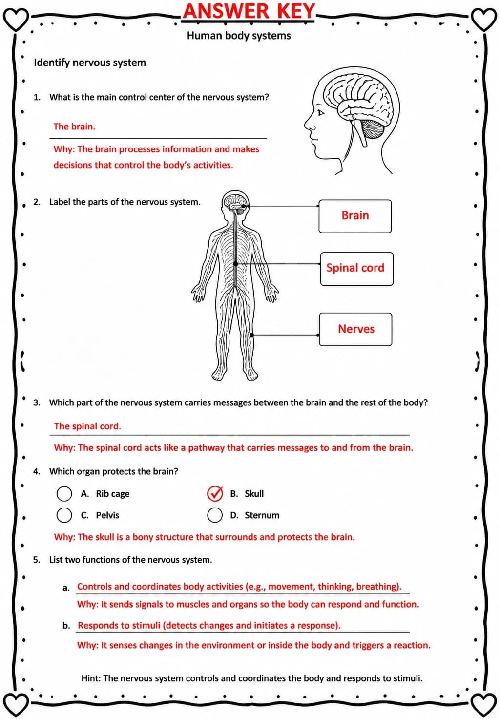 Answer key for Identify nervous system — free printable Science worksheet