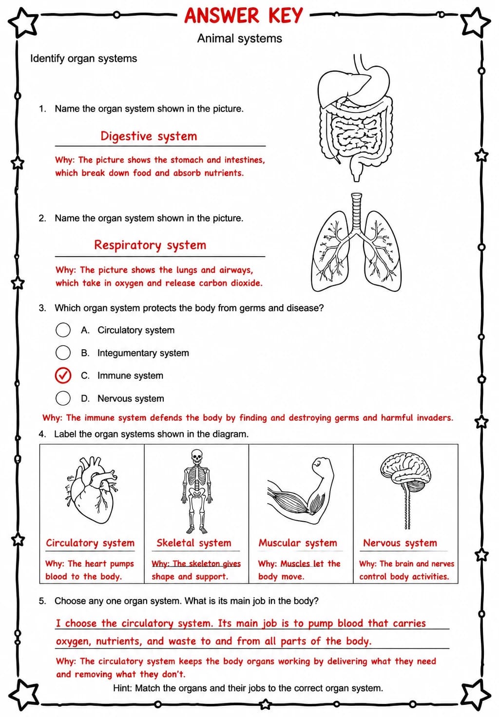 Answer key for Identify organ systems — free printable Science worksheet