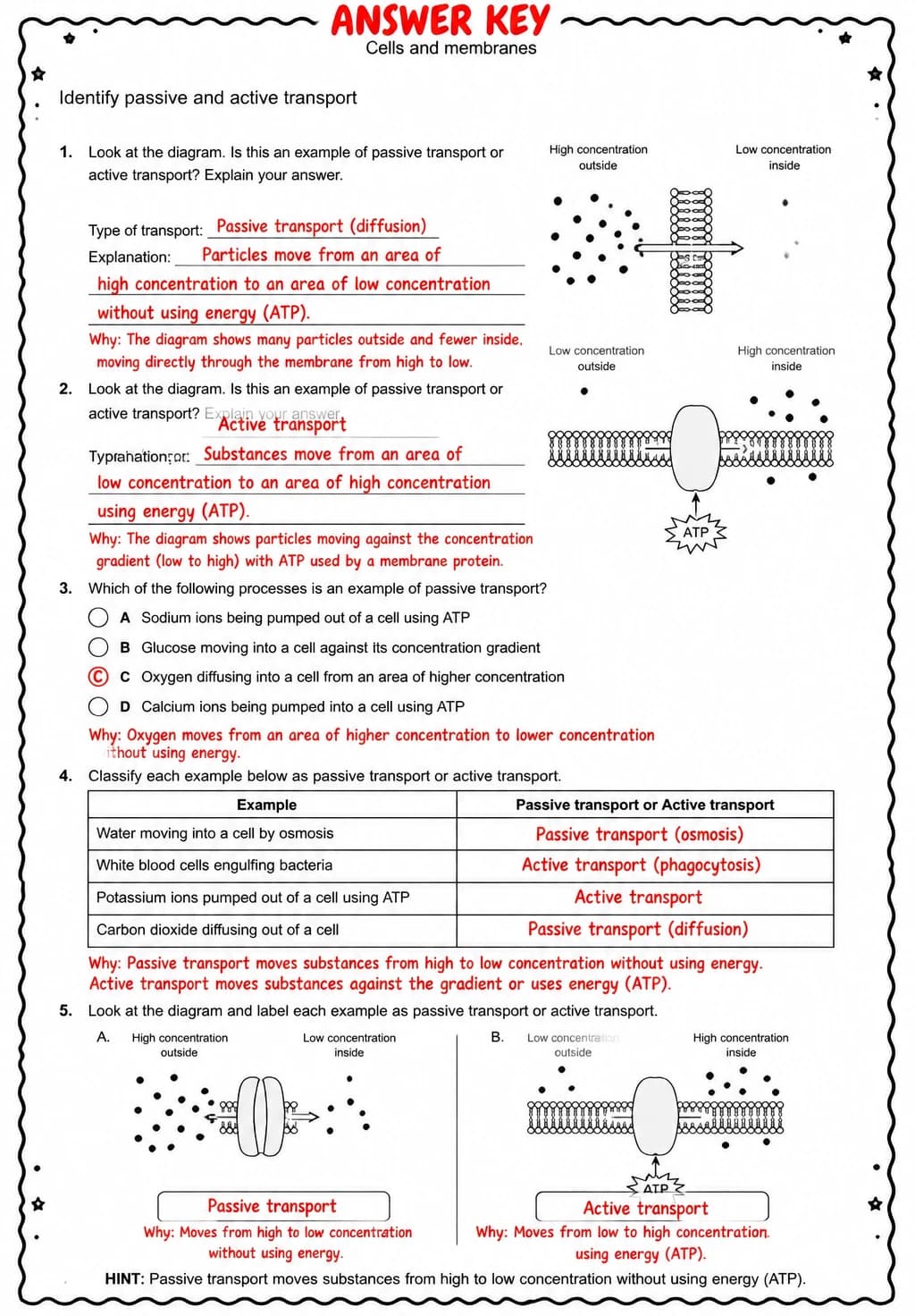 Answer key for Identify passive and active transport — free printable Science worksheet
