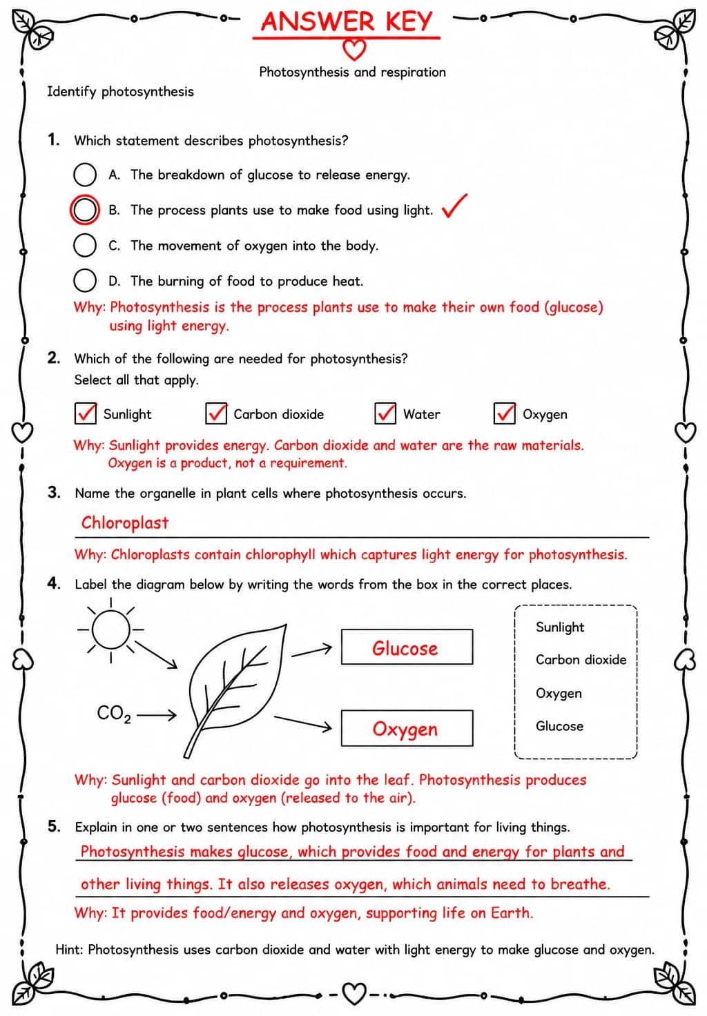 Answer key for Identify photosynthesis — free printable Science worksheet