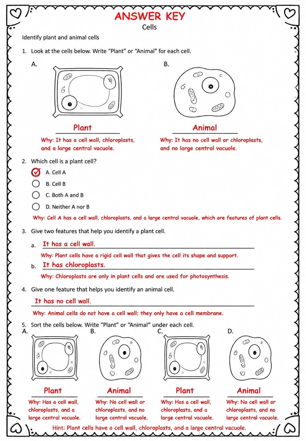 Answer key for Identify plant and animal cells — free printable Science worksheet