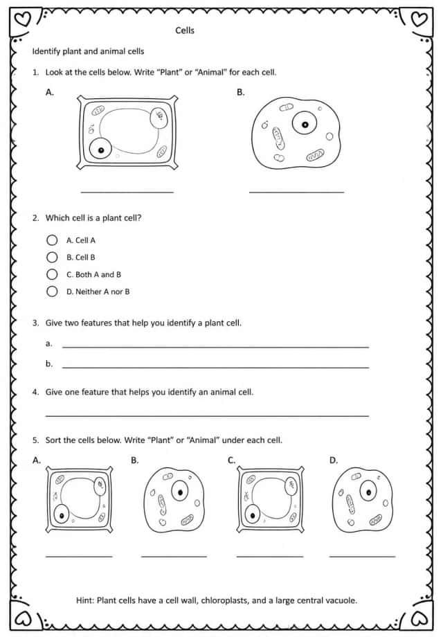 Identify plant and animal cells