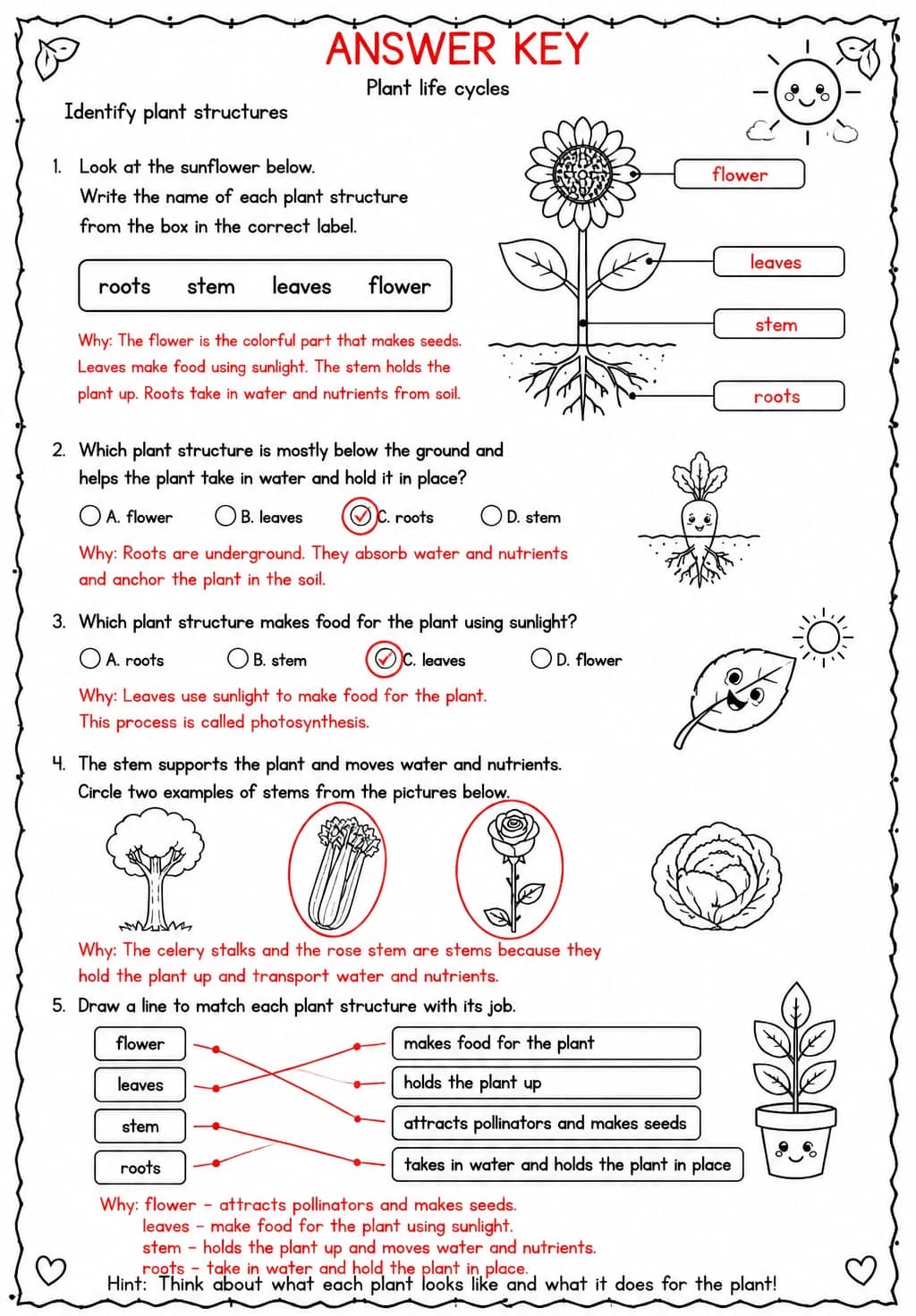 Answer key for Identify plant structures — free printable Science worksheet