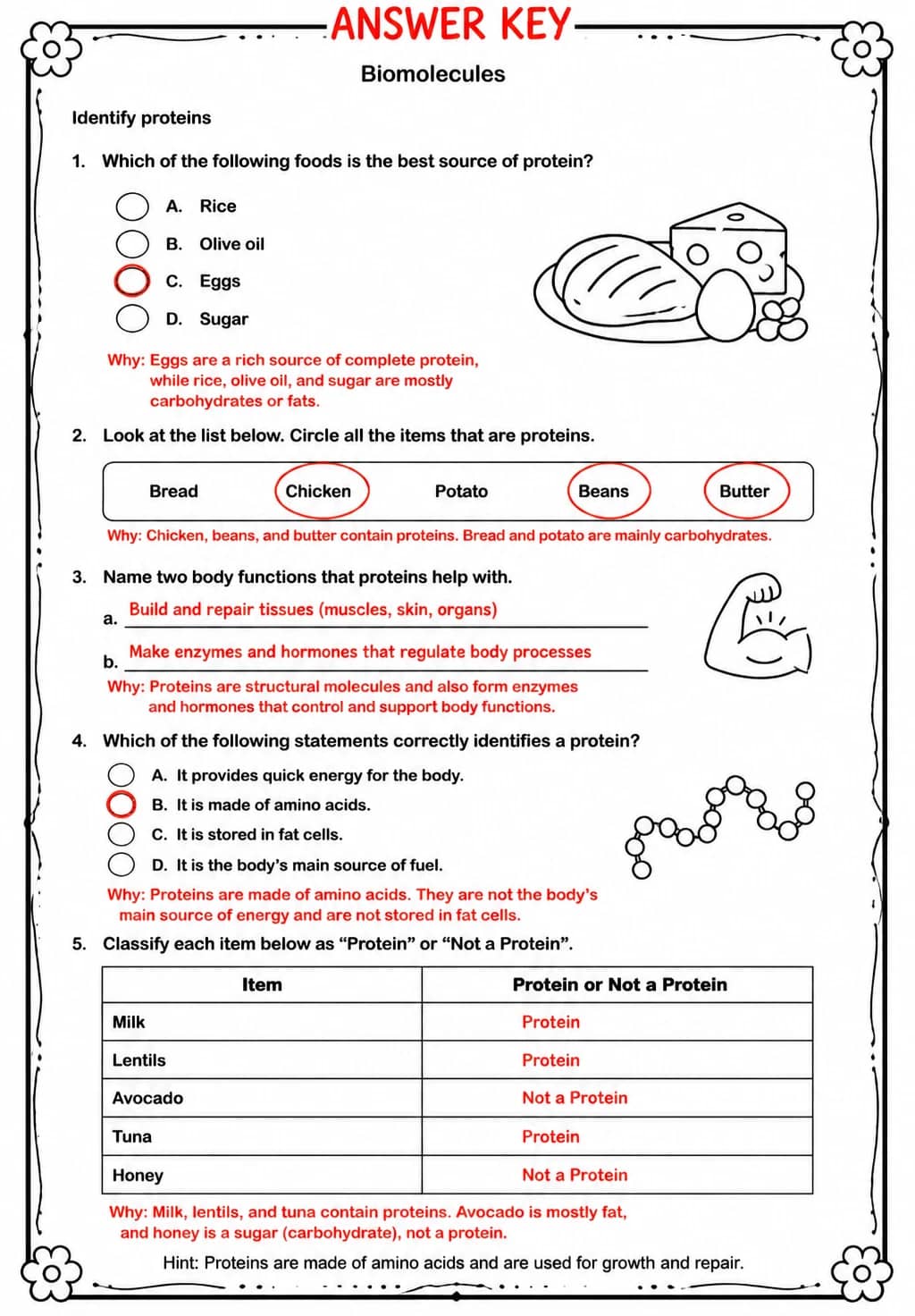 Answer key for Identify proteins — free printable Science worksheet