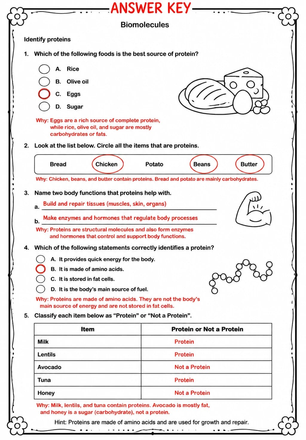 Answer key for Identify proteins — free printable Science worksheet