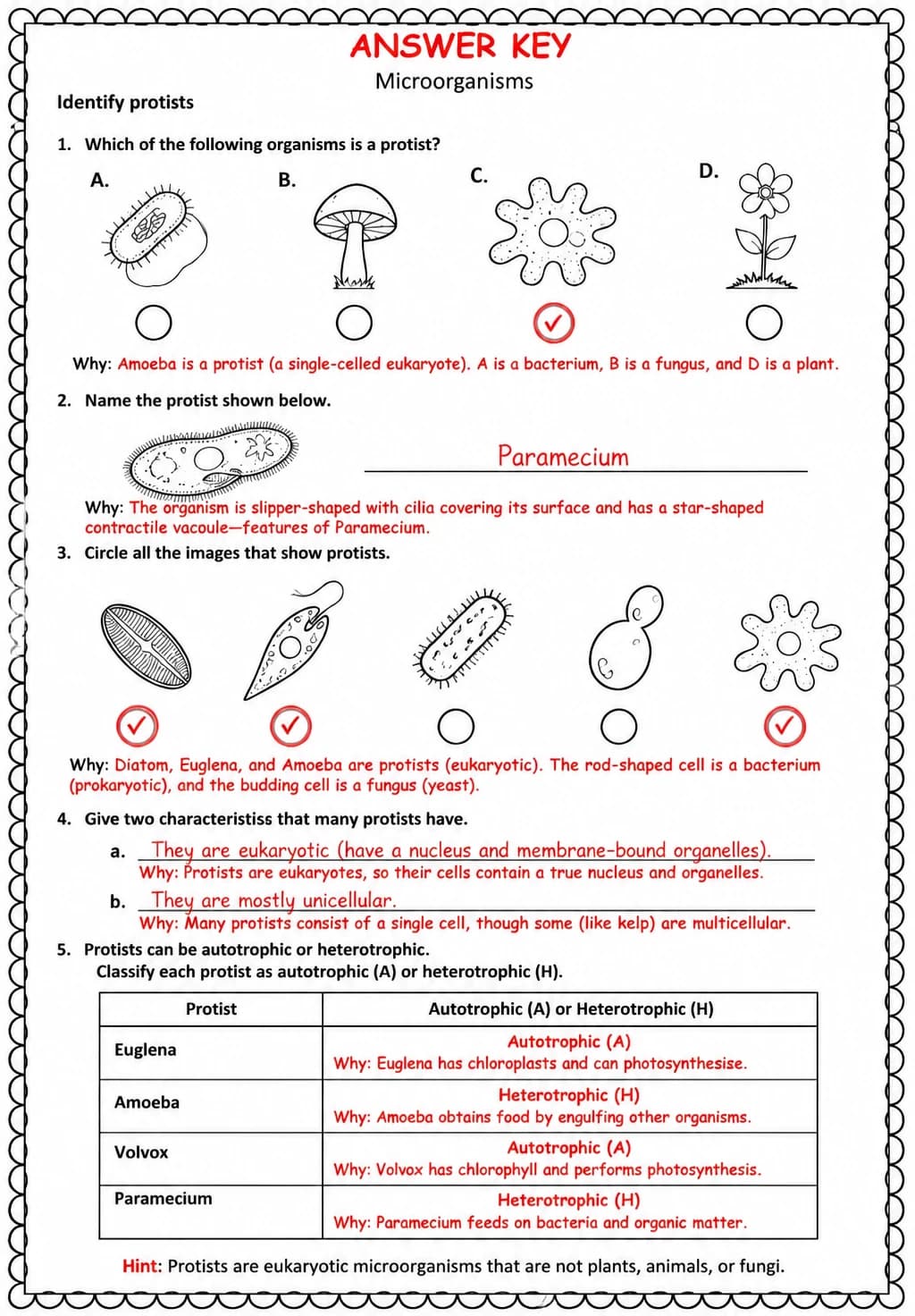 Answer key for Identify protists — free printable Science worksheet