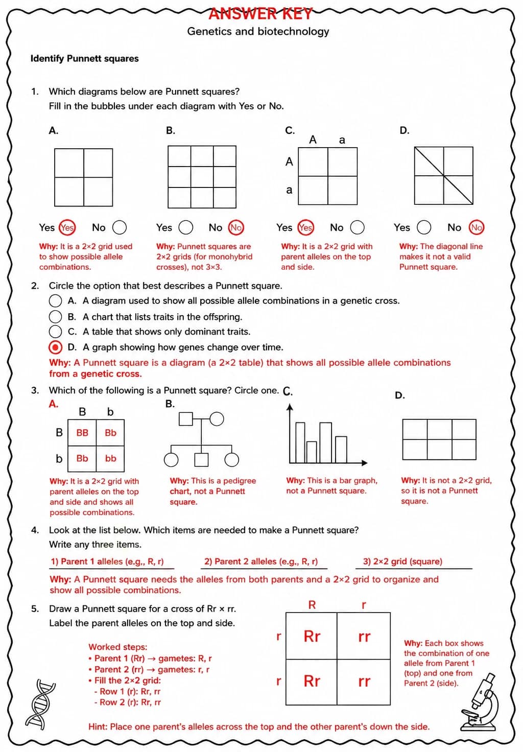 Answer key for Identify Punnett squares — free printable Science worksheet