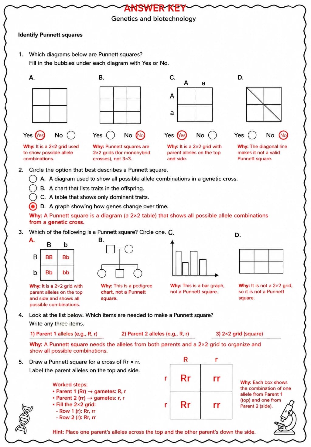 Answer key for Identify Punnett squares — free printable Science worksheet
