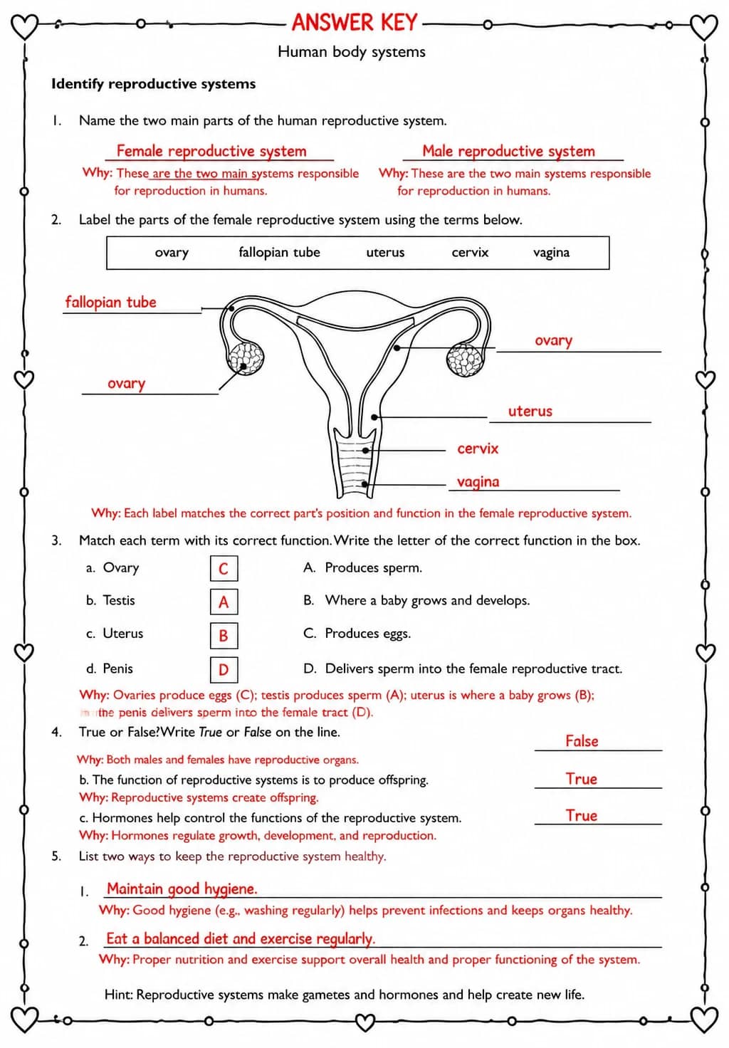 Answer key for Identify reproductive systems — free printable Science worksheet