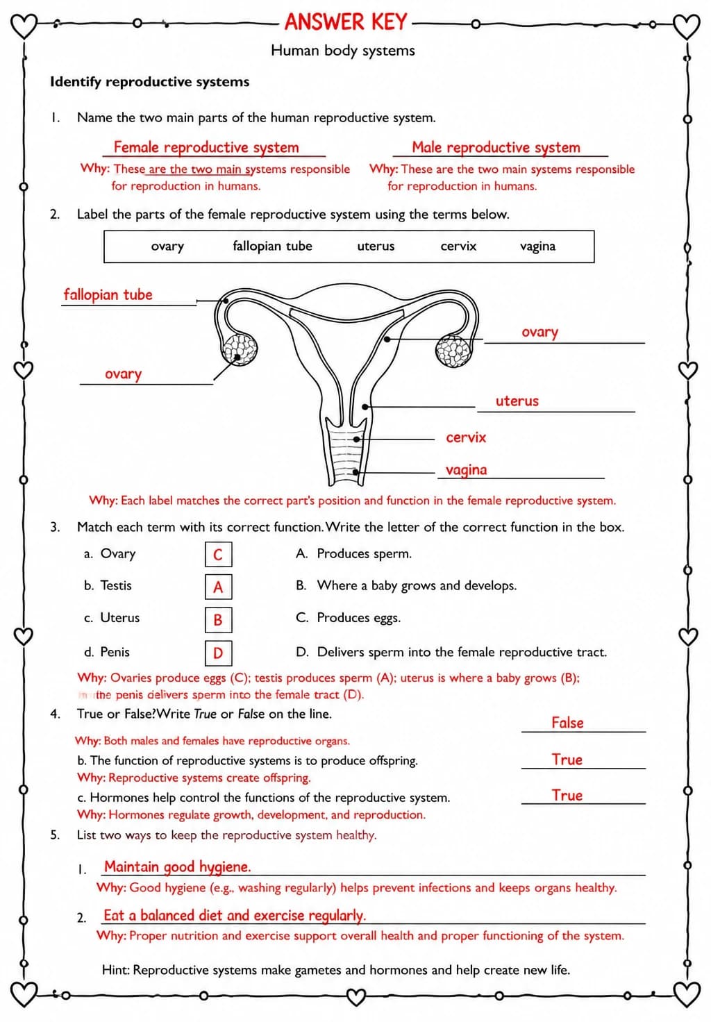 Answer key for Identify reproductive systems — free printable Science worksheet