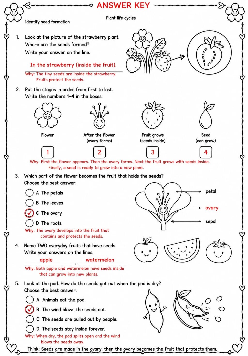 Answer key for Identify seed formation — free printable Science worksheet