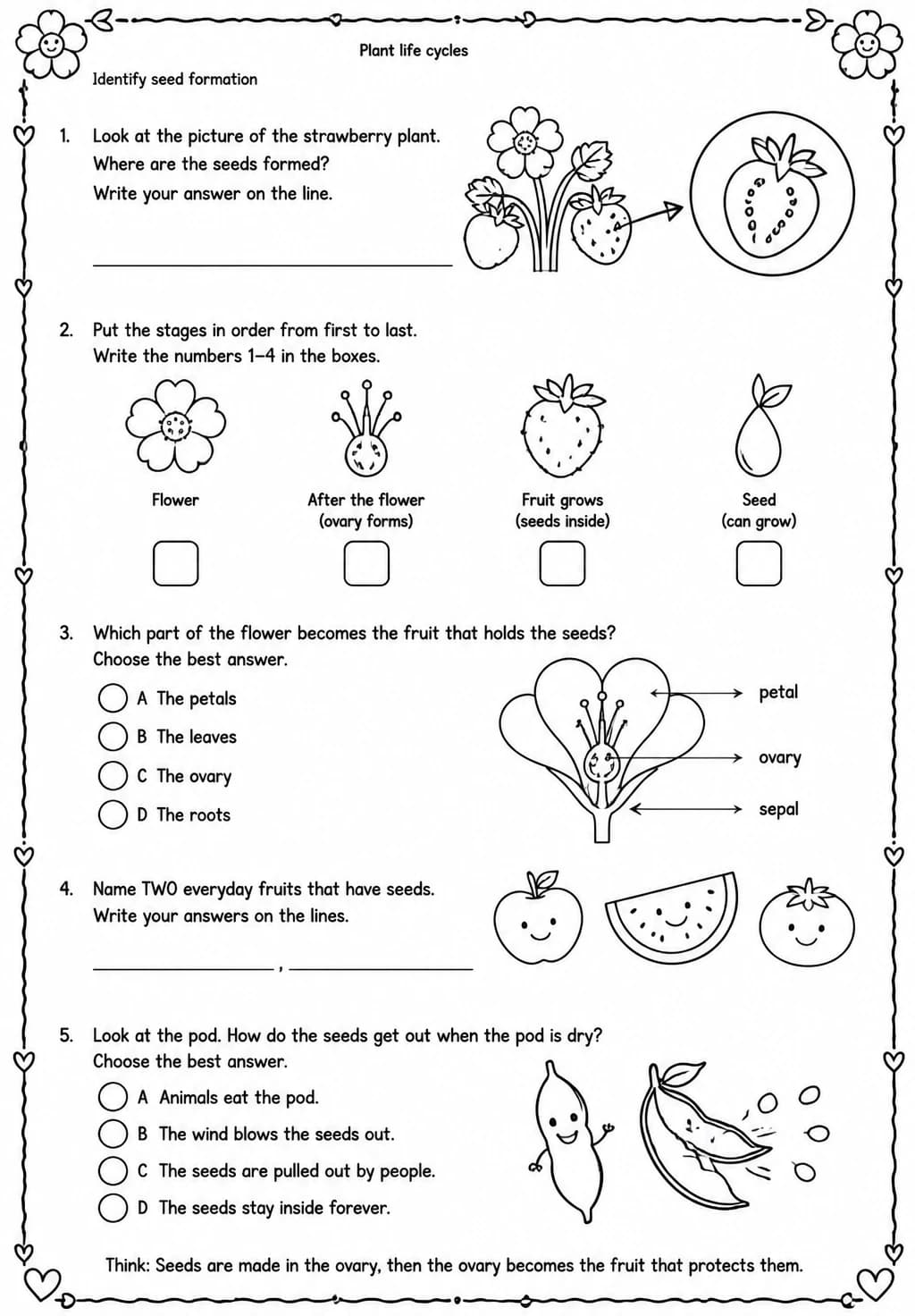 Identify seed formation — free printable Grade 4 Science worksheet