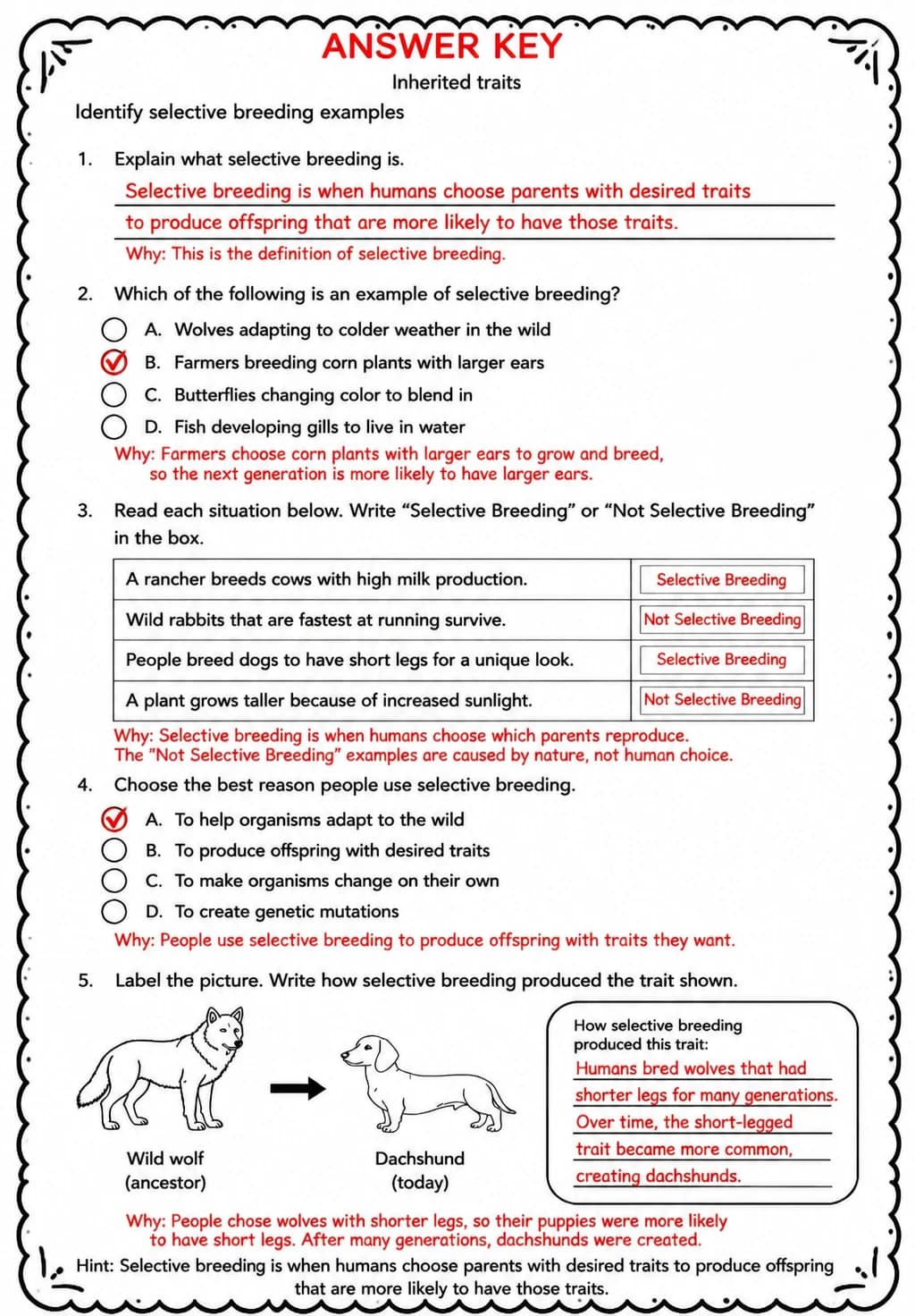 Answer key for Identify selective breeding examples — free printable Science worksheet