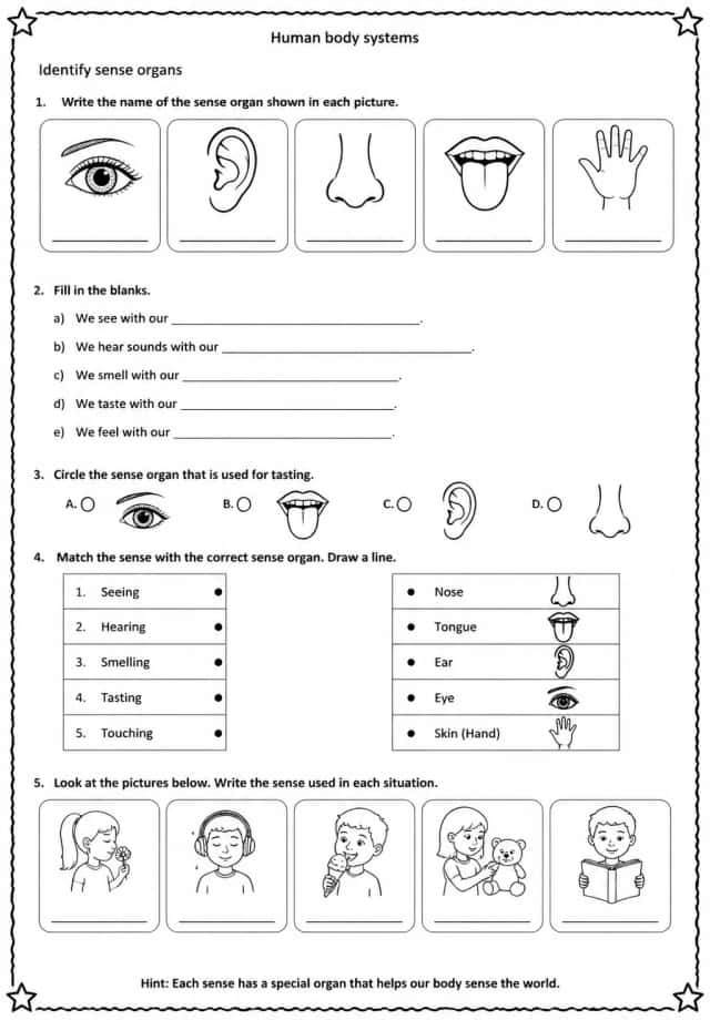 Identify sense organs