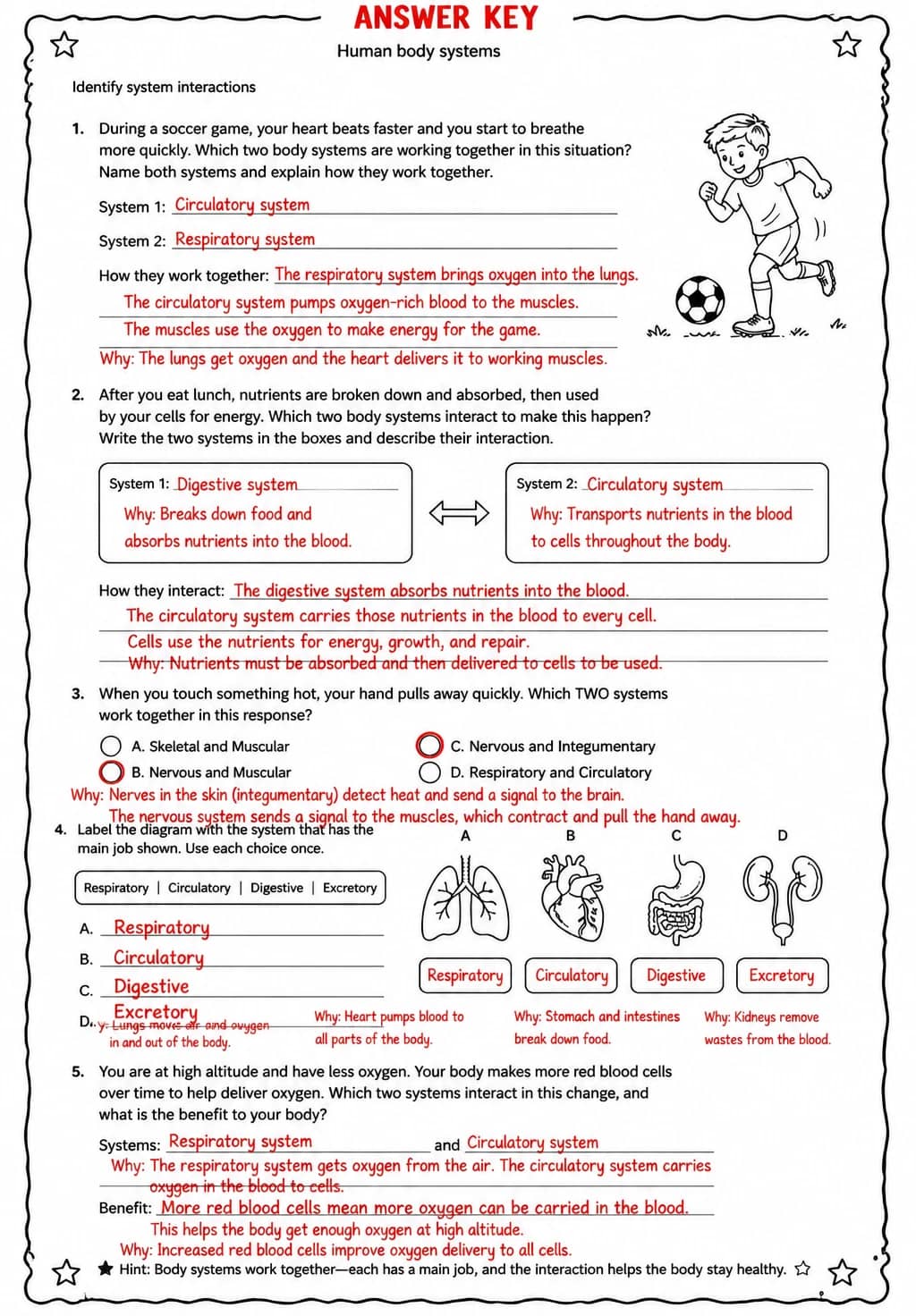 Answer key for Identify system interactions — free printable Science worksheet