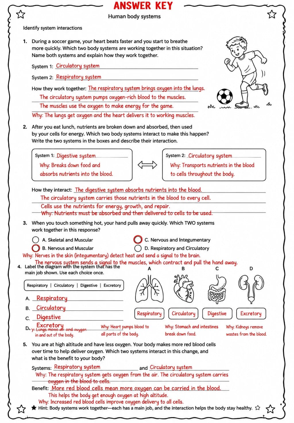 Answer key for Identify system interactions — free printable Science worksheet