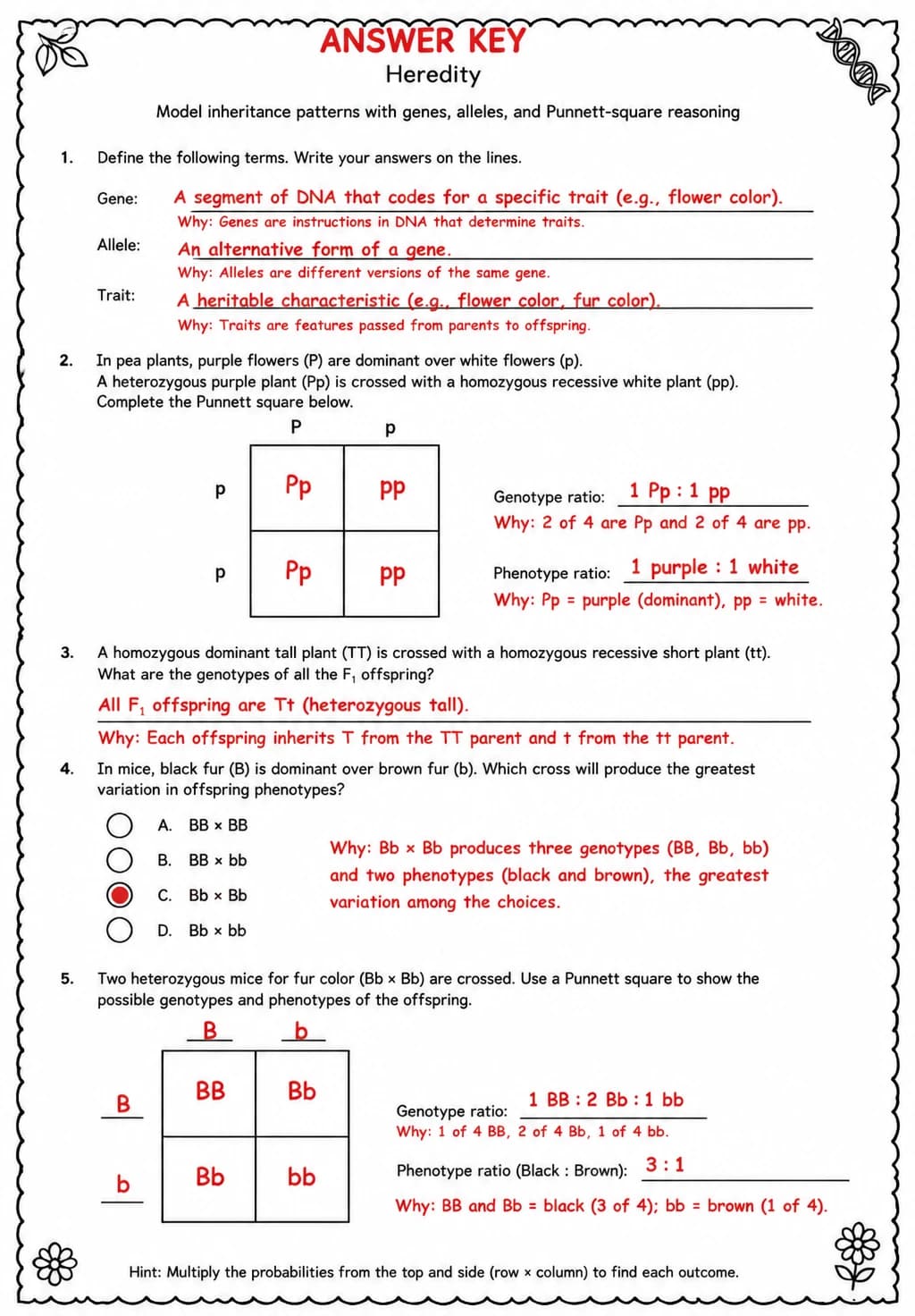 Answer key for Model inheritance patterns with genes, alleles, and Punnett-square reasoning — free printable Science worksheet
