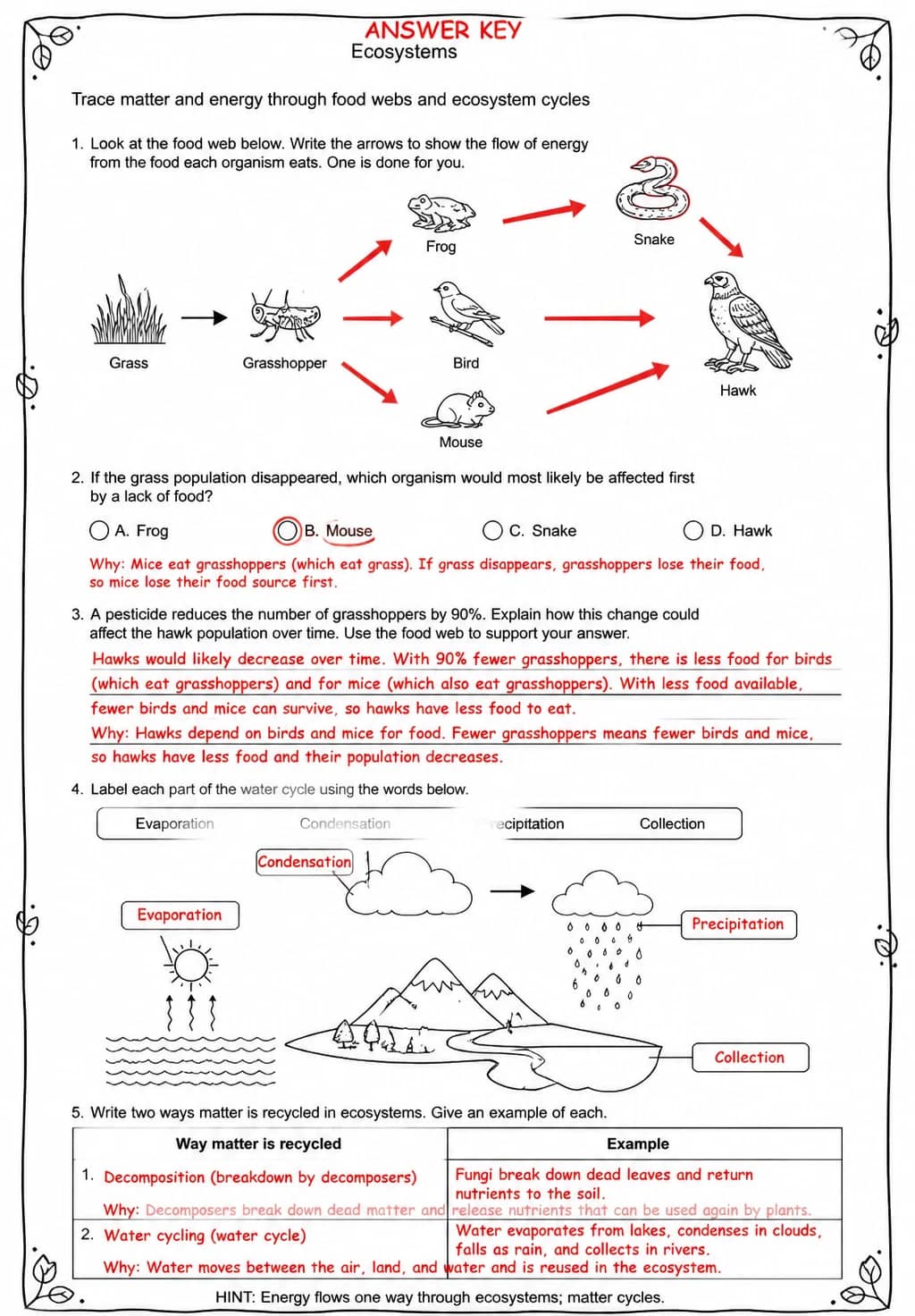 Answer key for Trace matter and energy through food webs and ecosystem cycles — free printable Science worksheet